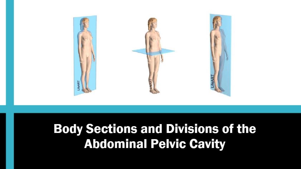 Body Sections and Divisions of the Abdominal Pelvic Cavity - Wisc